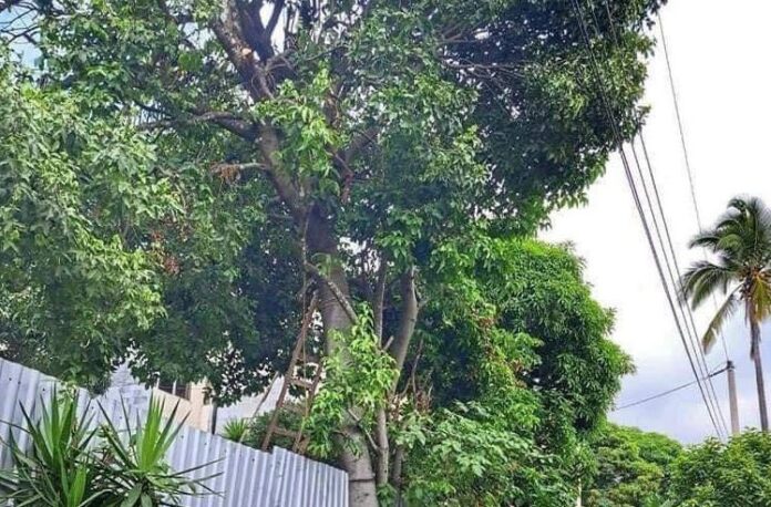 arbol