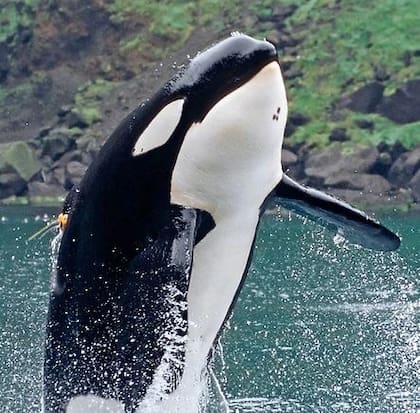 keiko-fue-capturado-a-los-dos-anos-de-edad-y-5S7J2TYZL5BDRBDRWZHVDV55SE