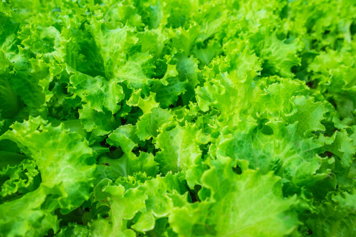 lechuga